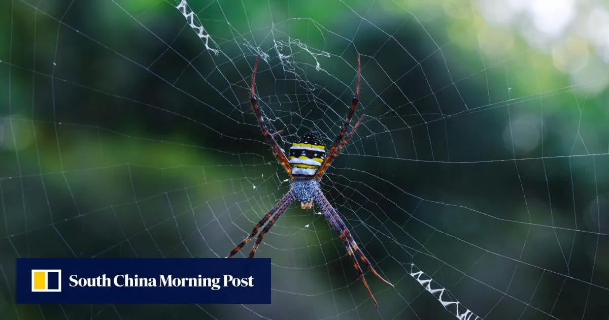 Chinese and Dutch scientists turn corn to sustainable plastic, inspired by spider silk