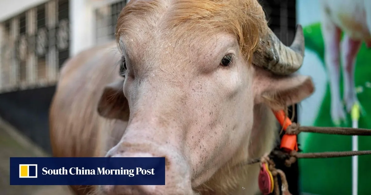 Bangladesh’s rare ‘Donald Trump’ buffalo draws crowds over resemblance