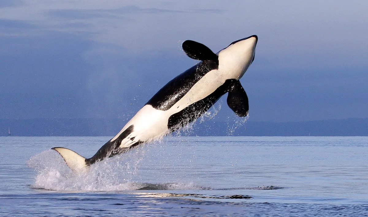 UN treaty to protect ‘extraordinary’ marine life due to come into force