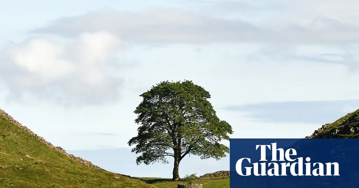 Multimedia arts project wins Sycamore Gap tree commission after public vote
