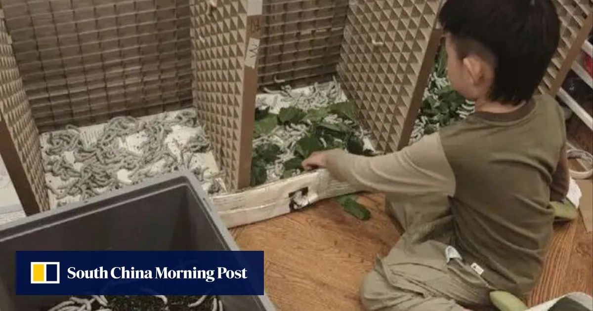 China boy wants to raise silkworms to create silk quilt, prompting parents to buy 10,000 seeds