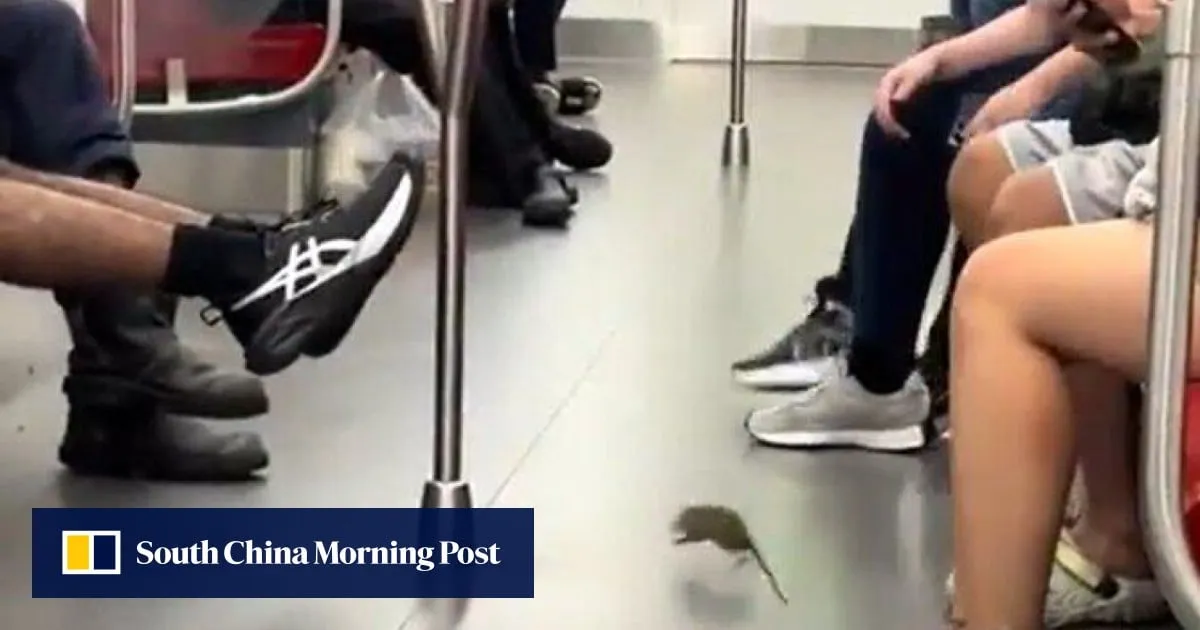 Singapore train operator steps up pest control after rat seen cavorting in carriage