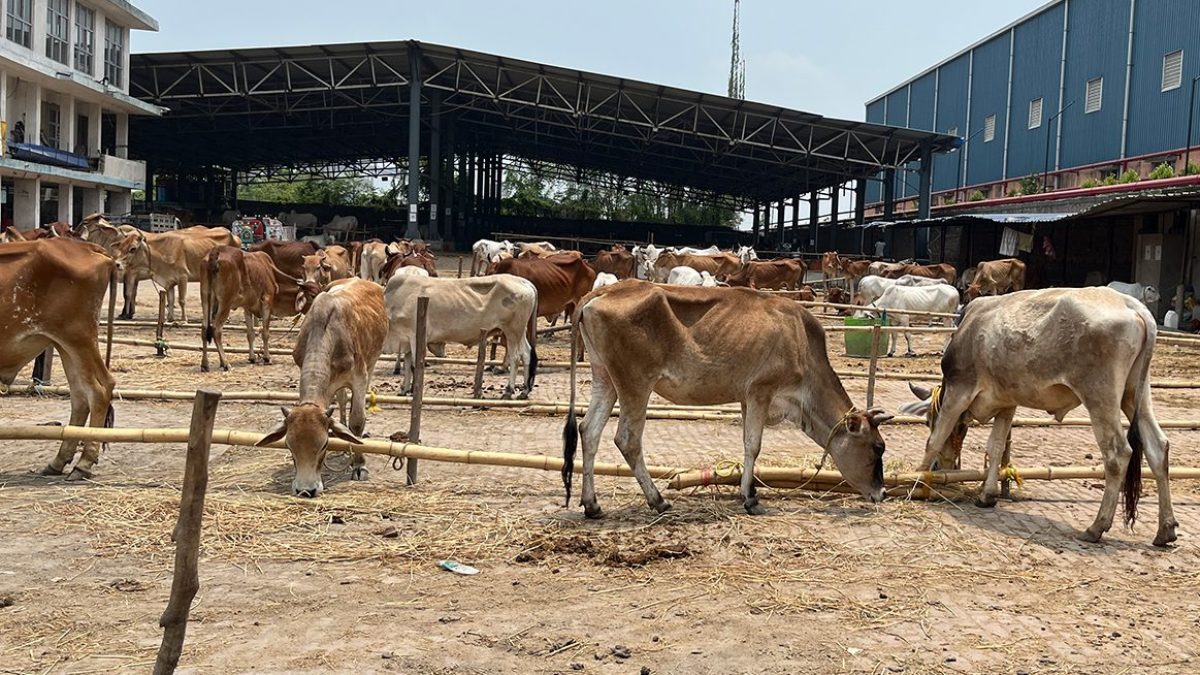 Cattle market empties as fear grips Eid preparations in India’s West Bengal