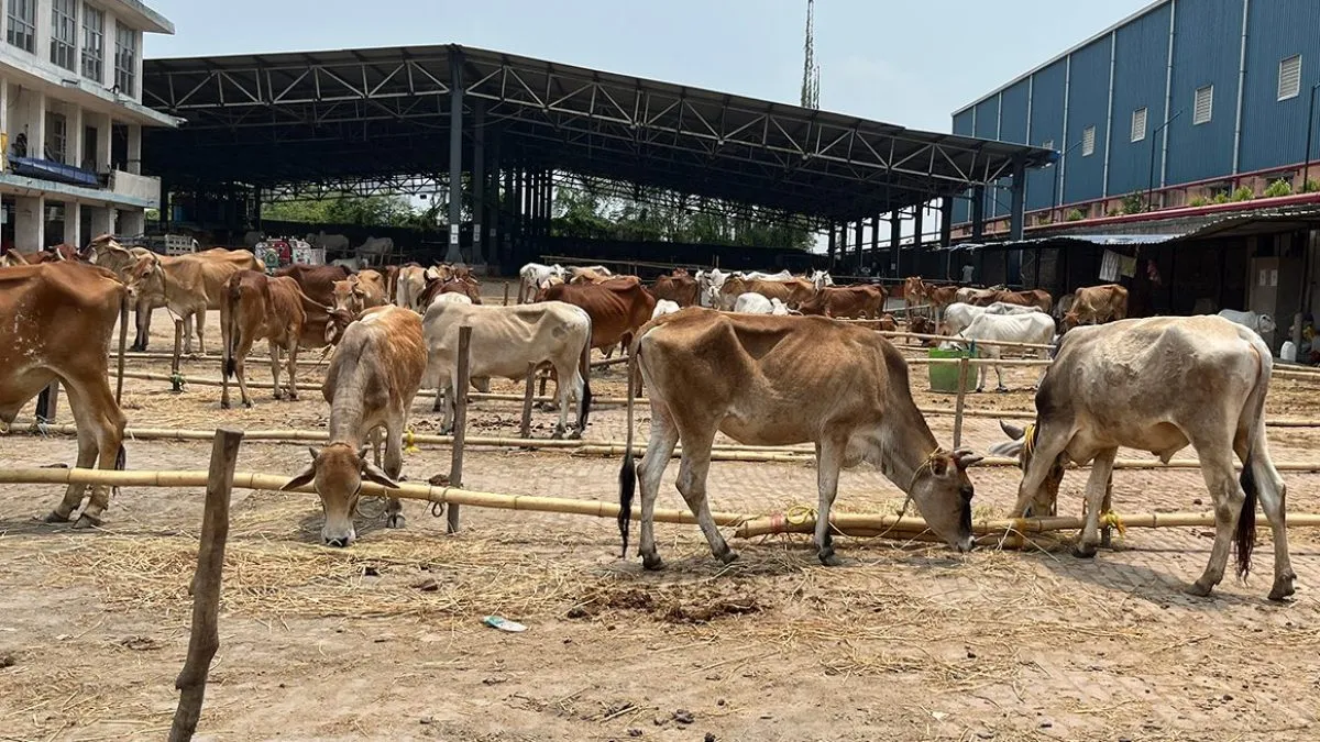 Cattle market empties as fear grips Eid preparations in India’s West Bengal