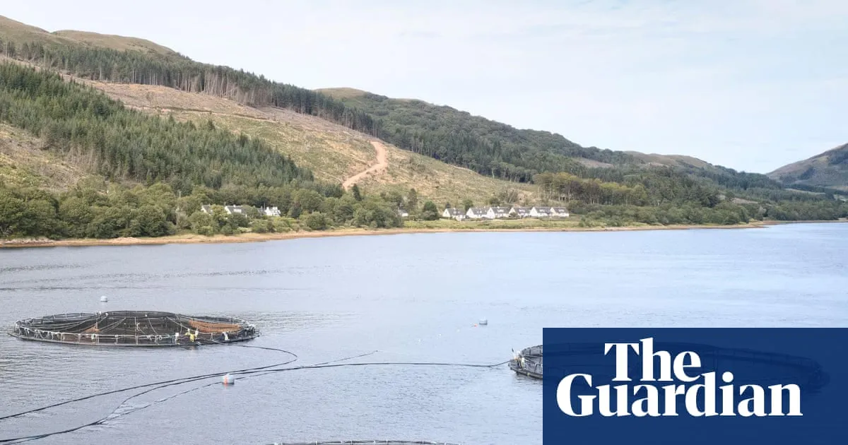 Millions of salmon deaths at Scottish farms disclosed after watchdog’s ruling