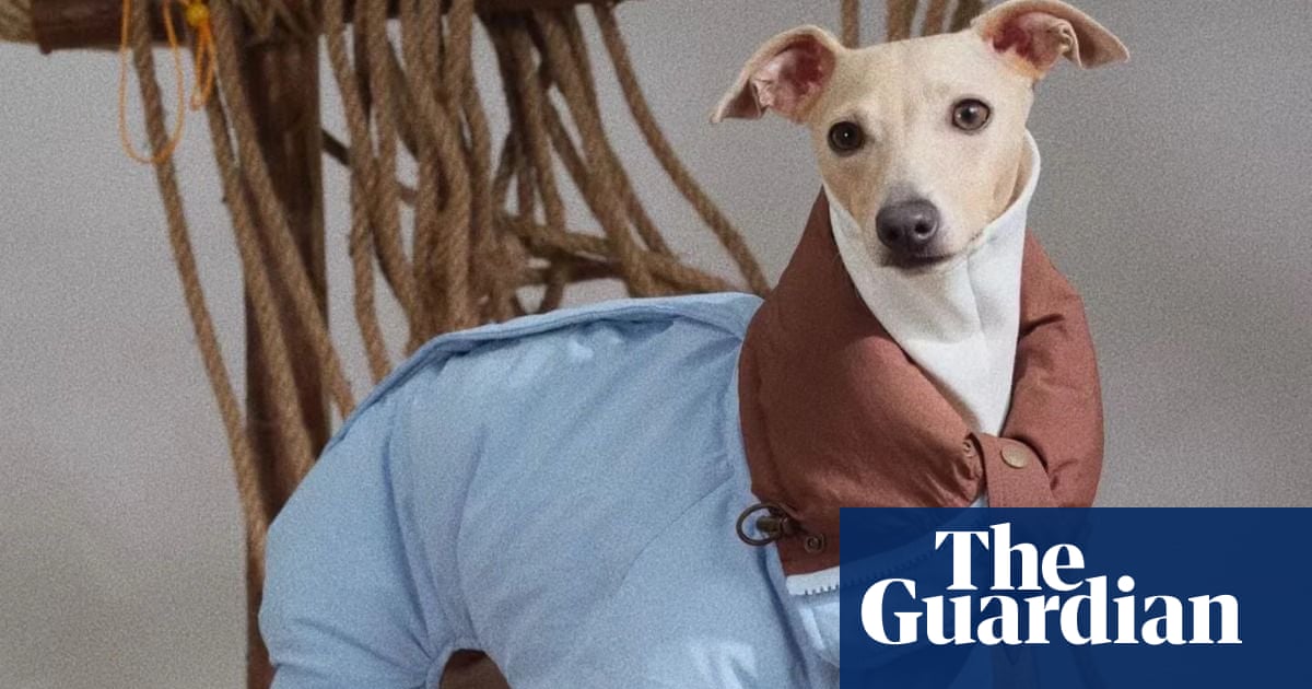 Pup-and-coming: dog clothing market soars amid cold, wet UK weather