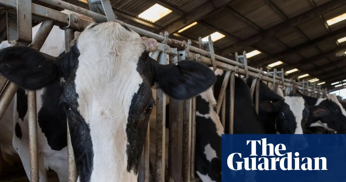 Huge rise in factory-style dairy farming of ‘battery cows’ in UK as costs rise
