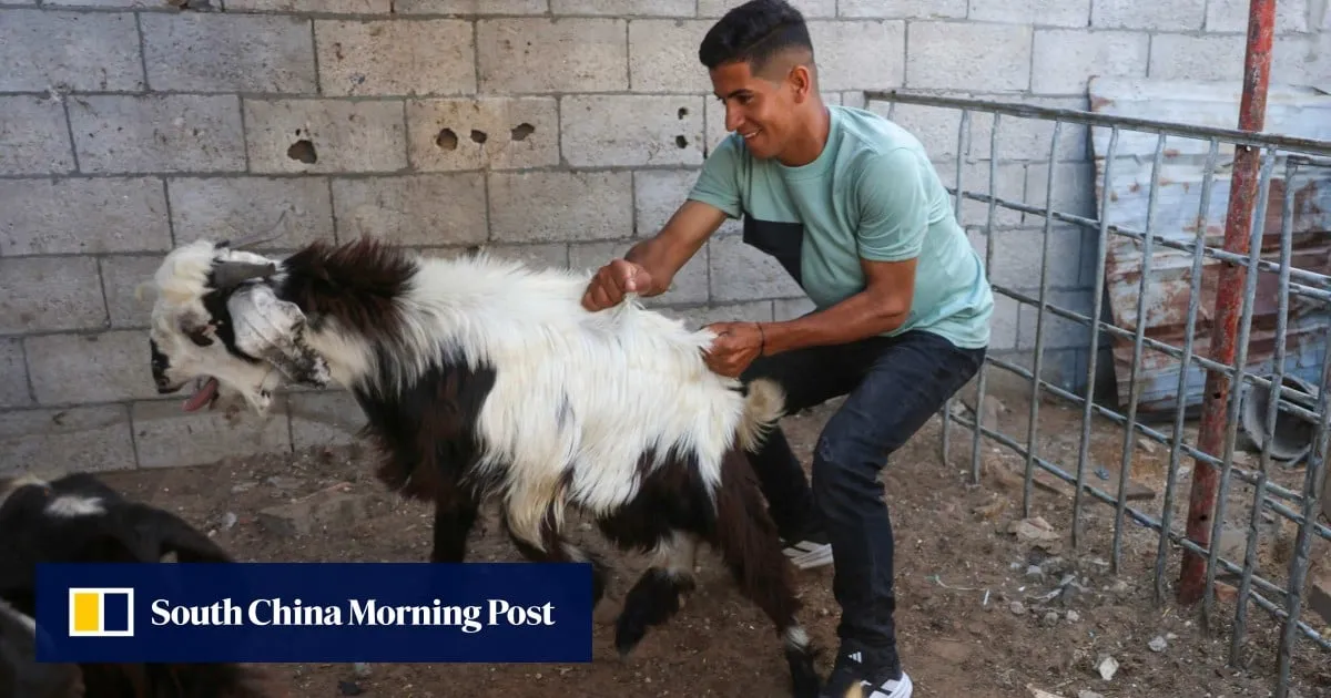 West Bank settlers steal Palestinian family’s sheep herd ahead of Eid festival