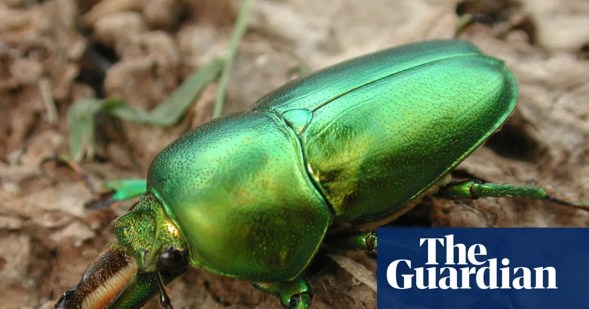 Lord Howe Island got rid of its rats and mice – now cockroaches and bugs are bouncing back