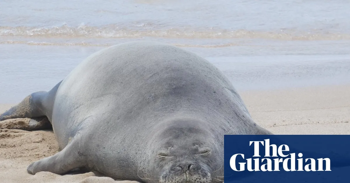 Tourist accused of hurling rock at endangered Hawaiian seal was trying to protect sea turtles, lawyer says