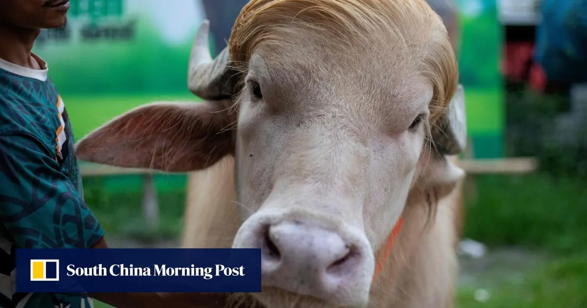 Celebrity ‘Trump’ buffalo spared sacrifice, sent to Bangladesh zoo