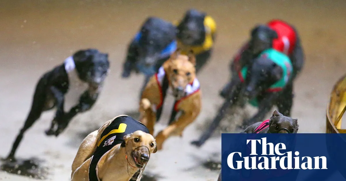 Victorian greyhound trainer avoids ban despite dog being found with cocaine in system
