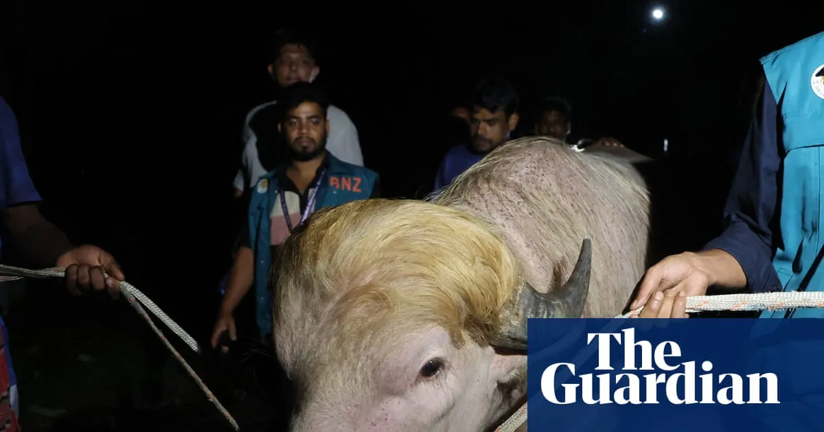 Blond Bangladeshi buffalo nicknamed ‘Donald Trump’ saved from Eid sacrifice