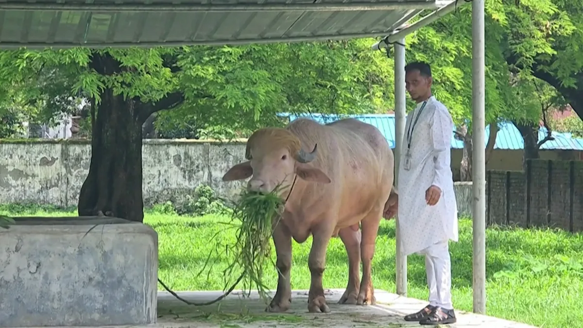 ‘Donald Trump’ buffalo in Bangladesh will be spared sacrifice