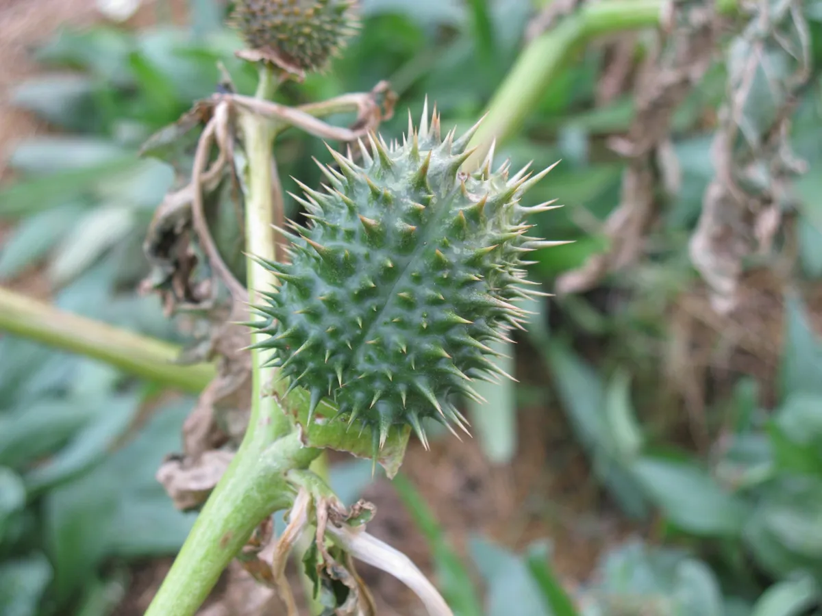 Poisonous invasion: What is the ‘devil’s trumpet’ harming crops in Iraq?