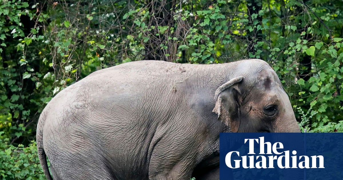 Happy the elephant dies aged 55 after being euthanized at New York zoo