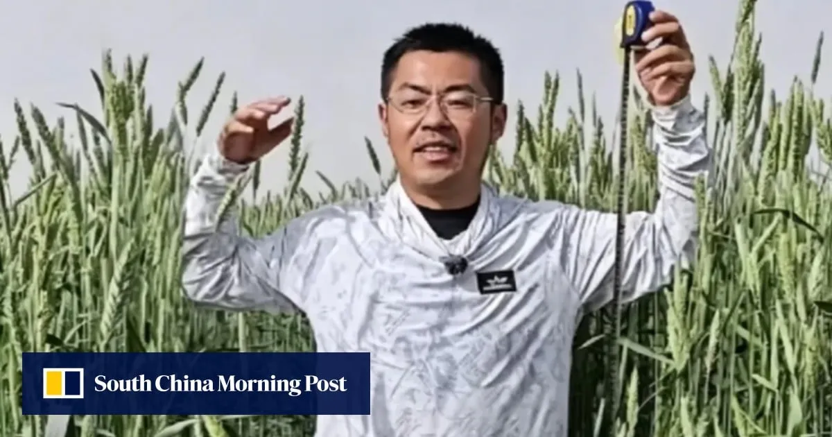 China is growing giant wheat-rye hybrids in its western deserts. Here’s why