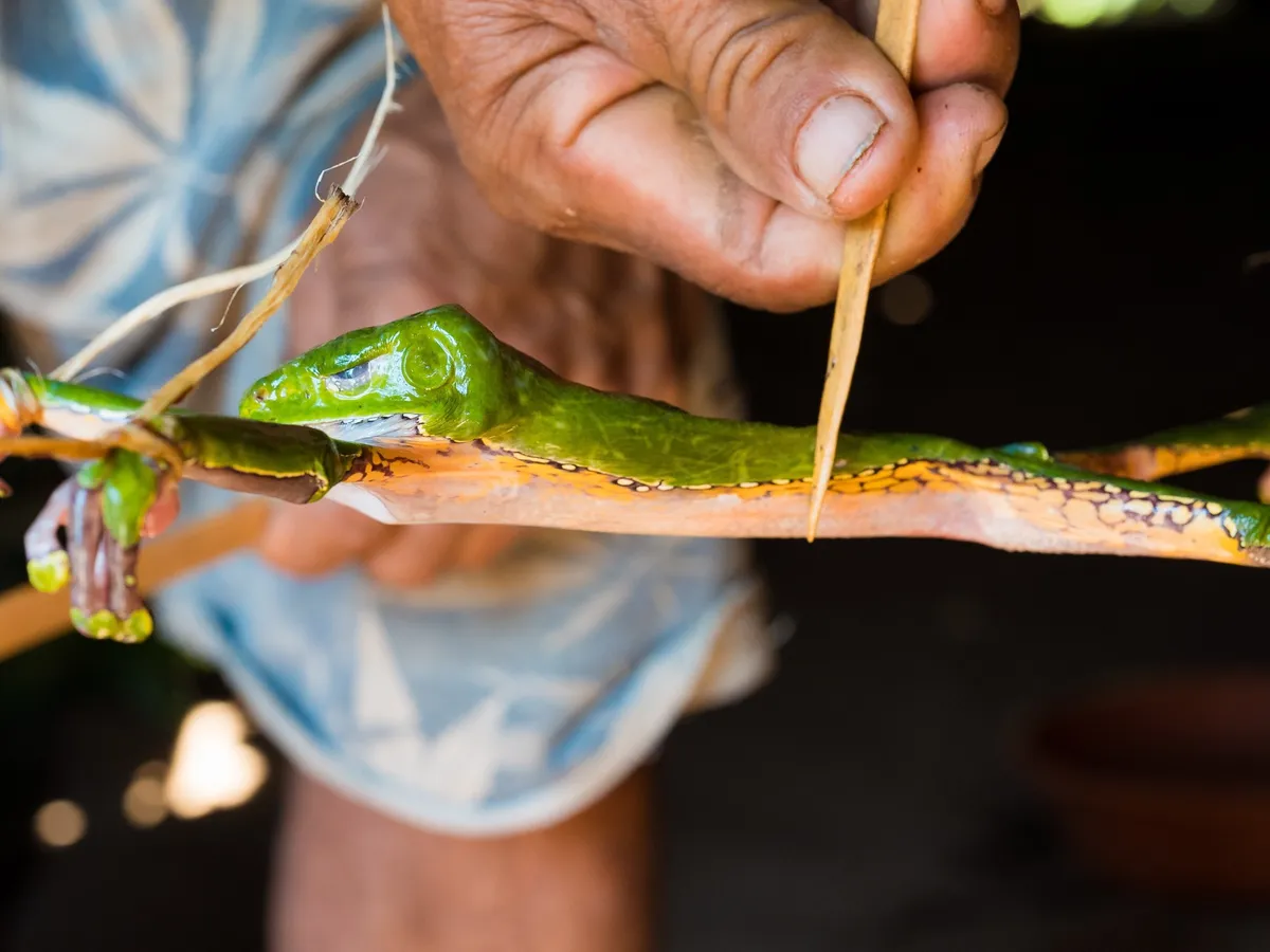 Kambo: What is the frog poison ‘spiritual ritual’ killing detoxers?