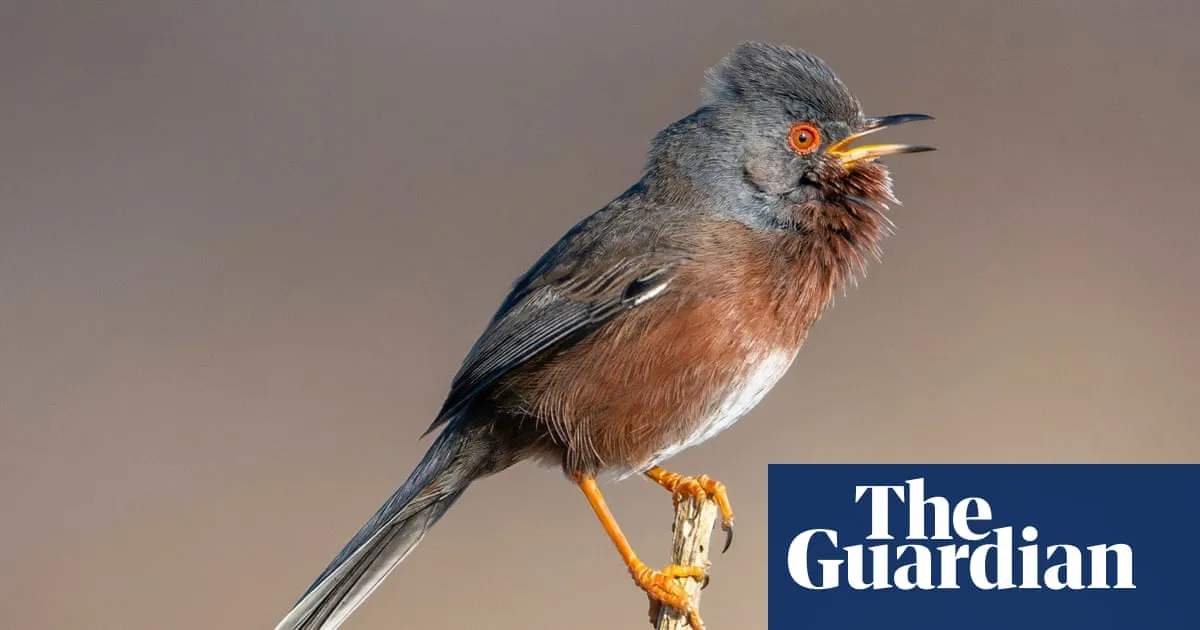 Dartford warbler stages a comeback 60 years after almost vanishing