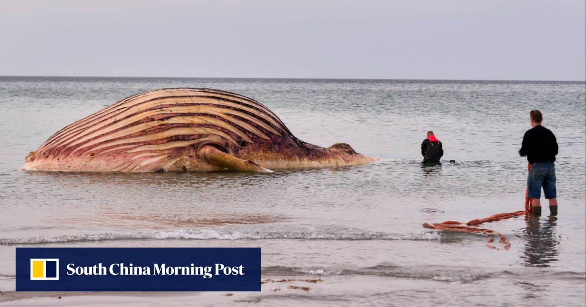 Dead humpback whale Timmy brought ashore on Danish island