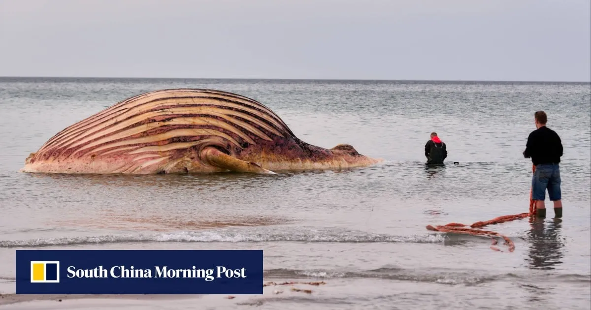 Dead humpback whale Timmy brought ashore on Danish island