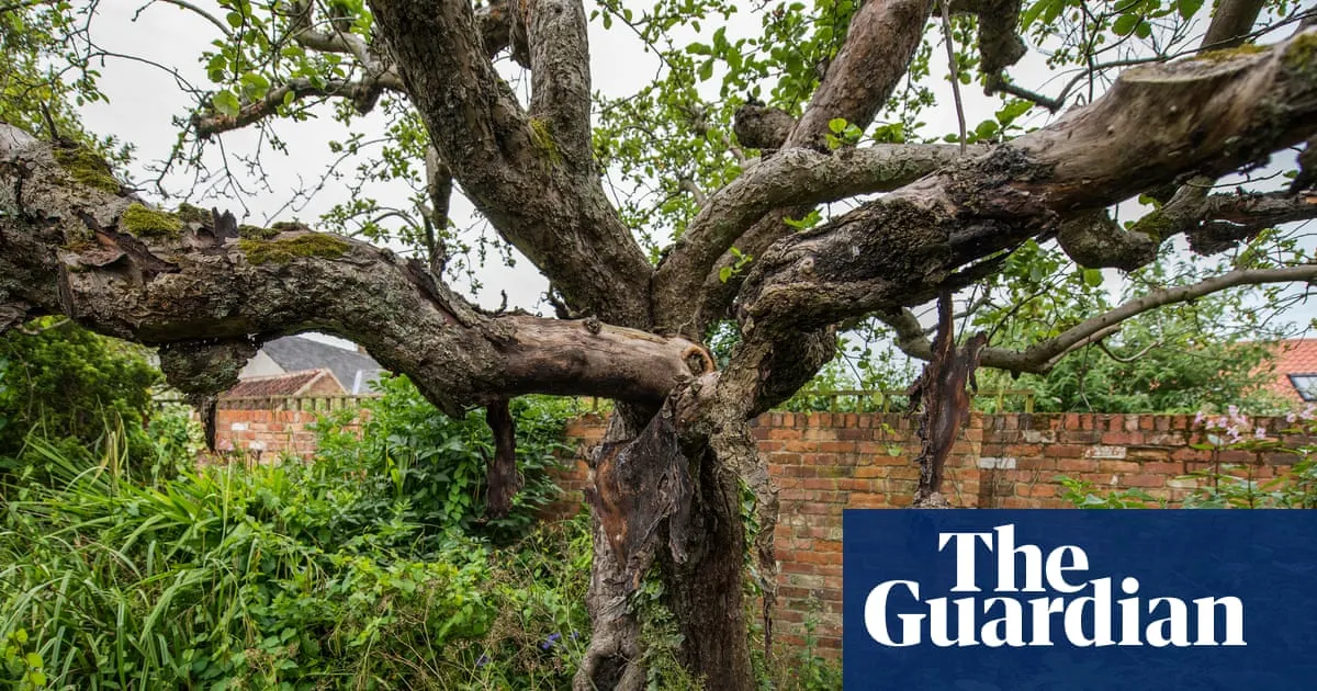 Future of first Bramley apple tree in doubt as cottage where it stands is sold