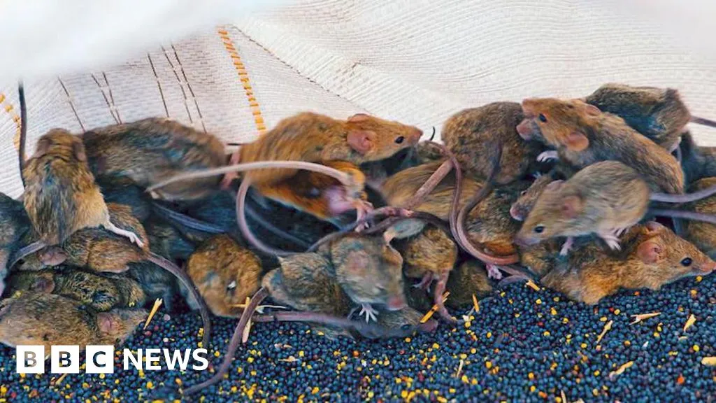 'It's like a decaying body': Australian farmers battle mouse plague 