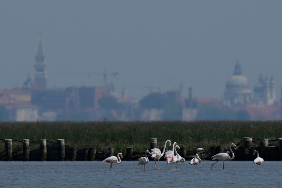 Venice’s growing flamingo population finds refuge in recovering wetlands