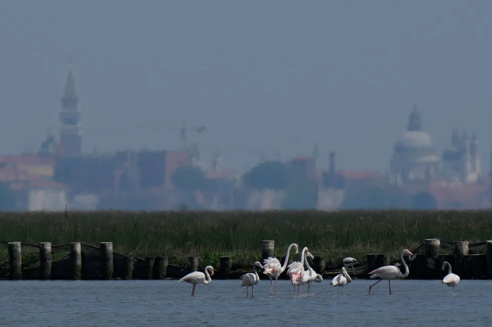 Venice’s growing flamingo population finds refuge in recovering wetlands