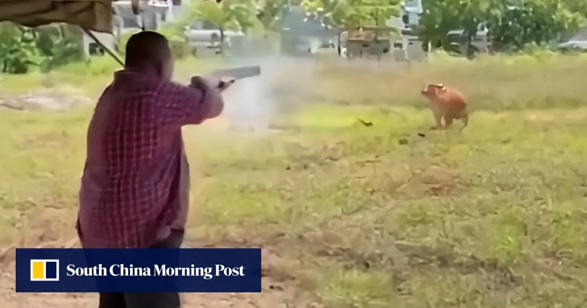 Anger as Malaysian state leader shoots Eid cow with shotgun