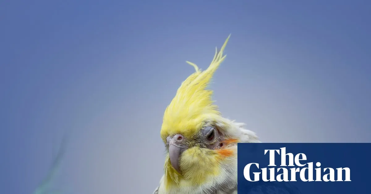 Masturbation among birds is ‘natural’ and should not be punished, say experts