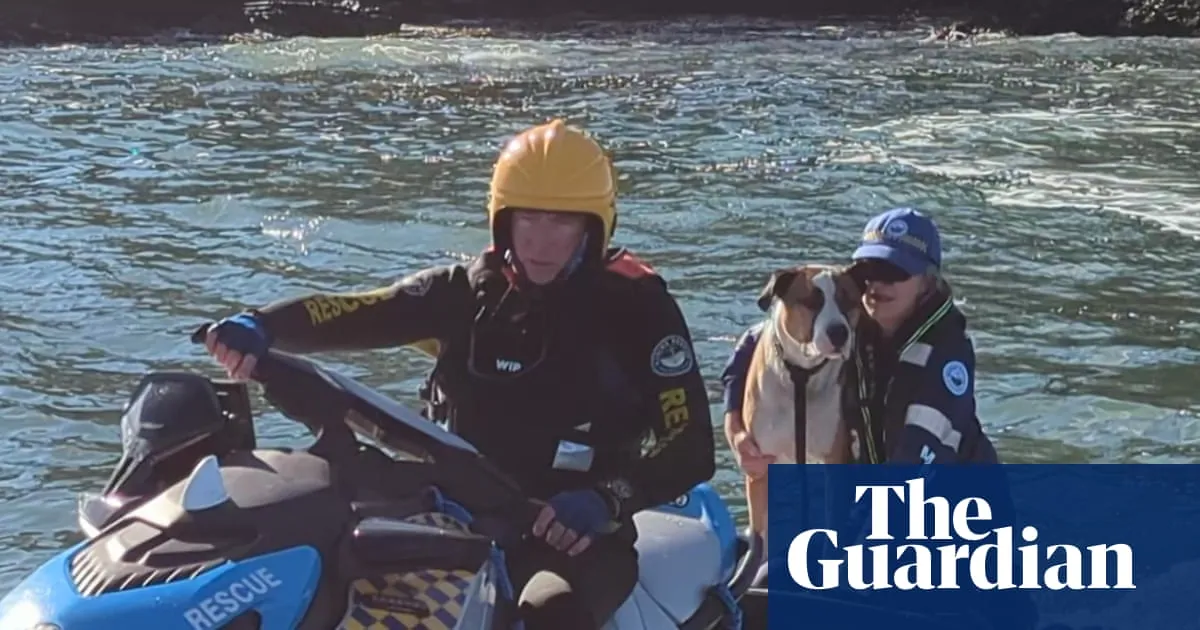Dog rescued on NSW south coast after being swept off rocks and swimming 800 metres to island