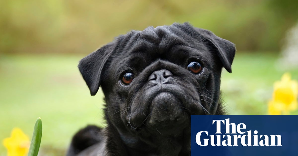 Vets welcome data indicating fall in UK popularity of flat-faced dog breeds