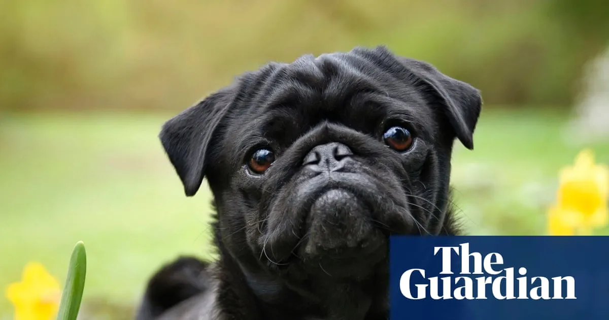 Vets welcome data indicating fall in UK popularity of flat-faced dog breeds