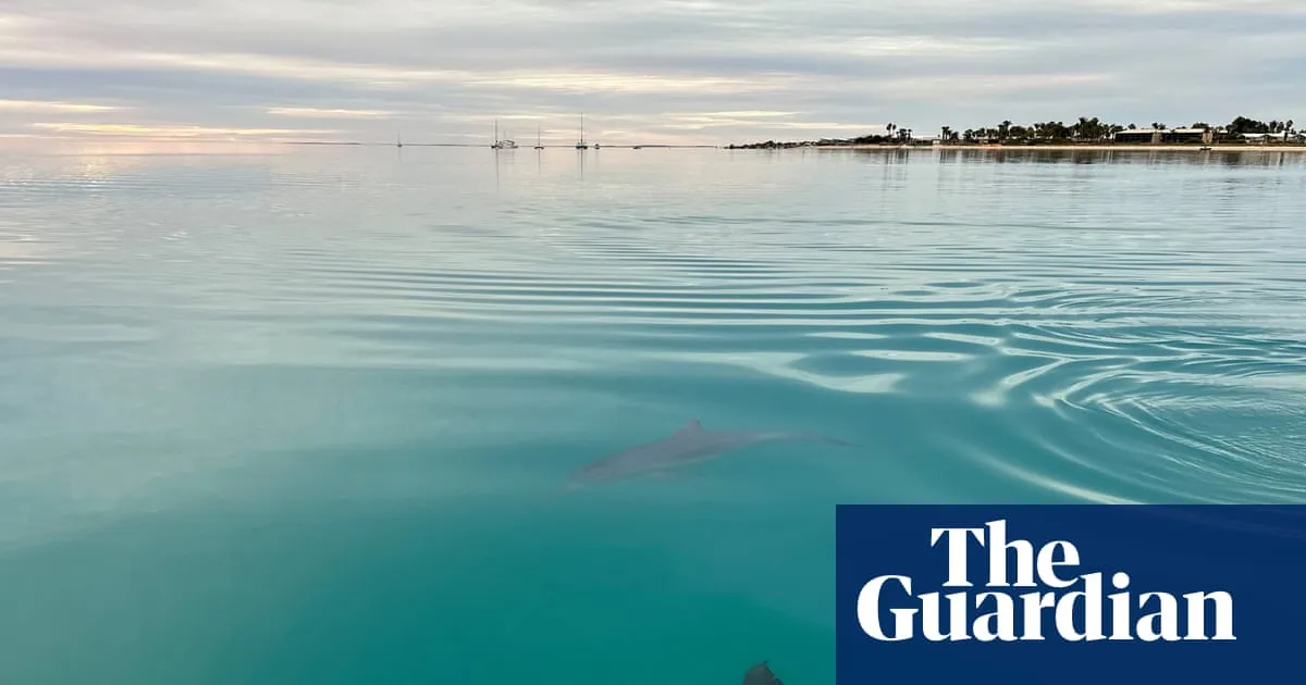 Female dolphins remember who is aggressive when choosing a mating partner, research shows