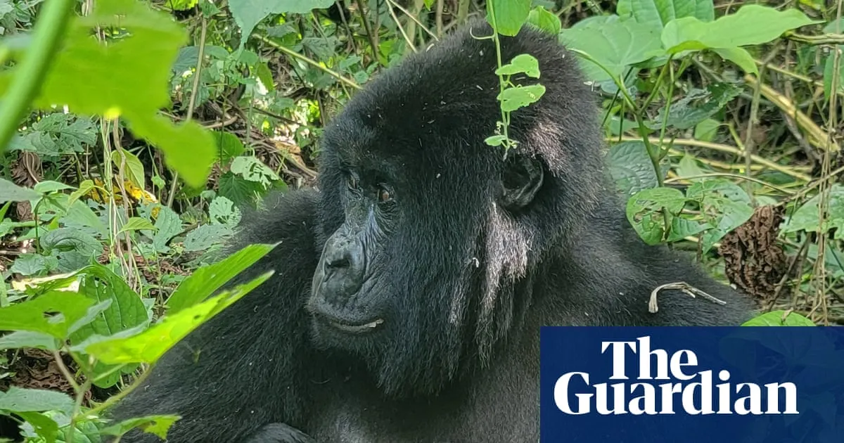Rare twins born in DRC raise cautious hope for endangered mountain gorillas