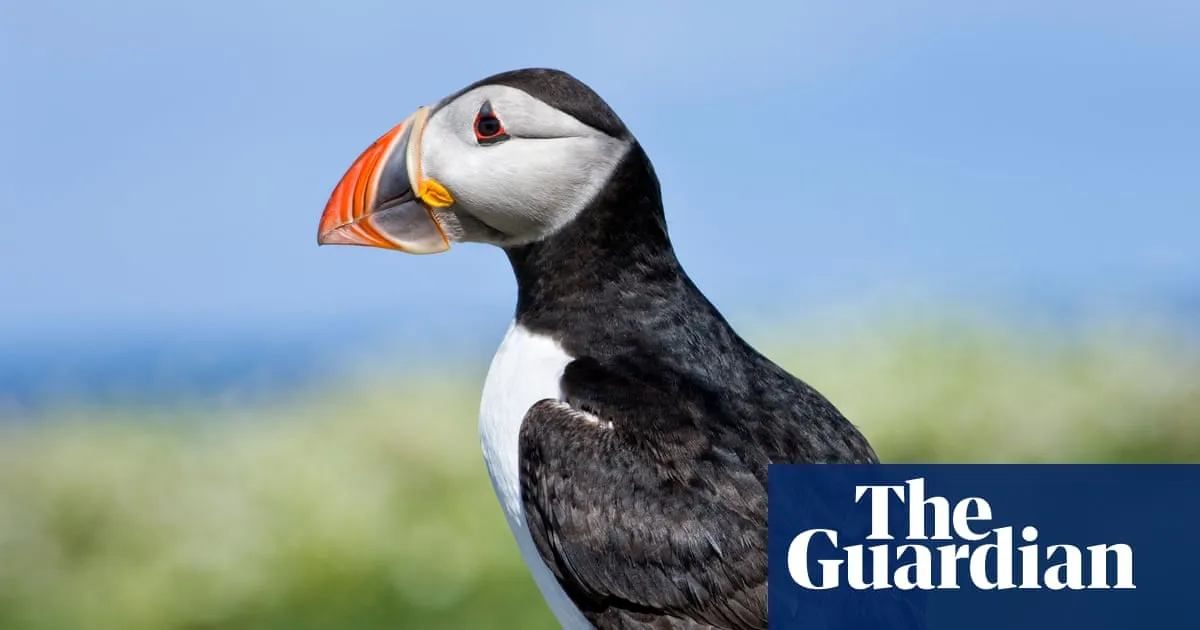 Puffins, dolphins and bumblebees in running to feature on new UK banknotes