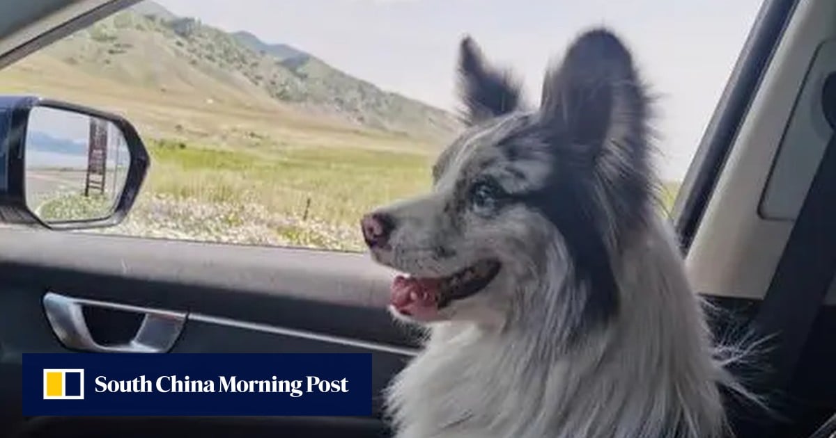 China celebrity dog stolen, sold for US$25 and eaten; owner sues, stymied by weak pet laws