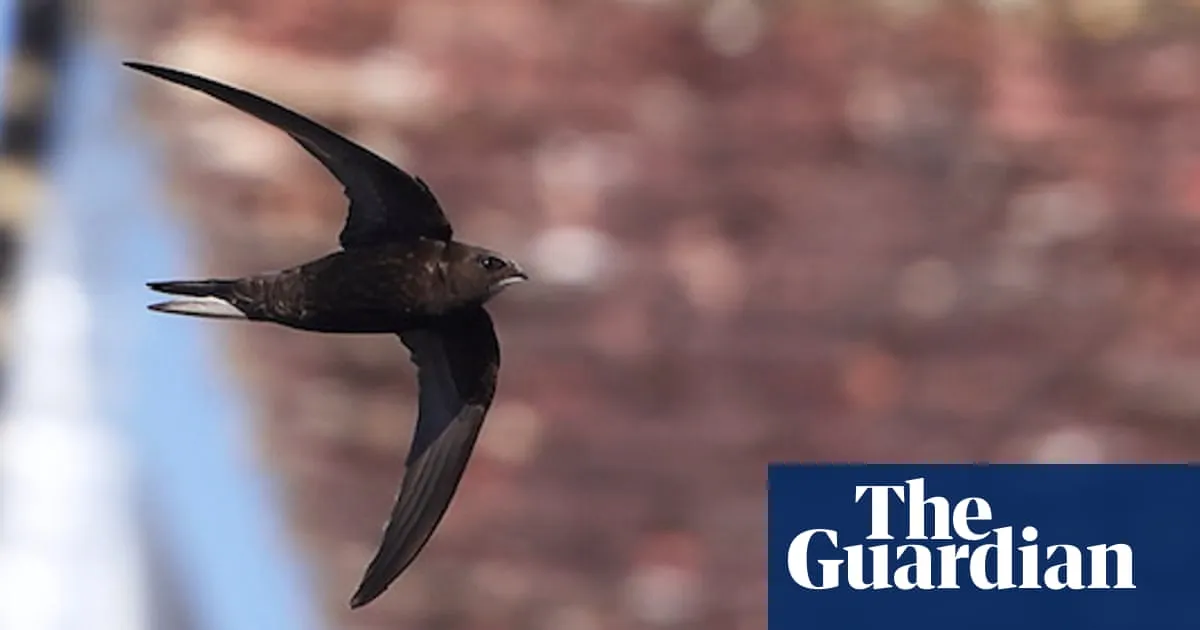 Noted Surrey colony of at-risk swifts destroyed during nesting season