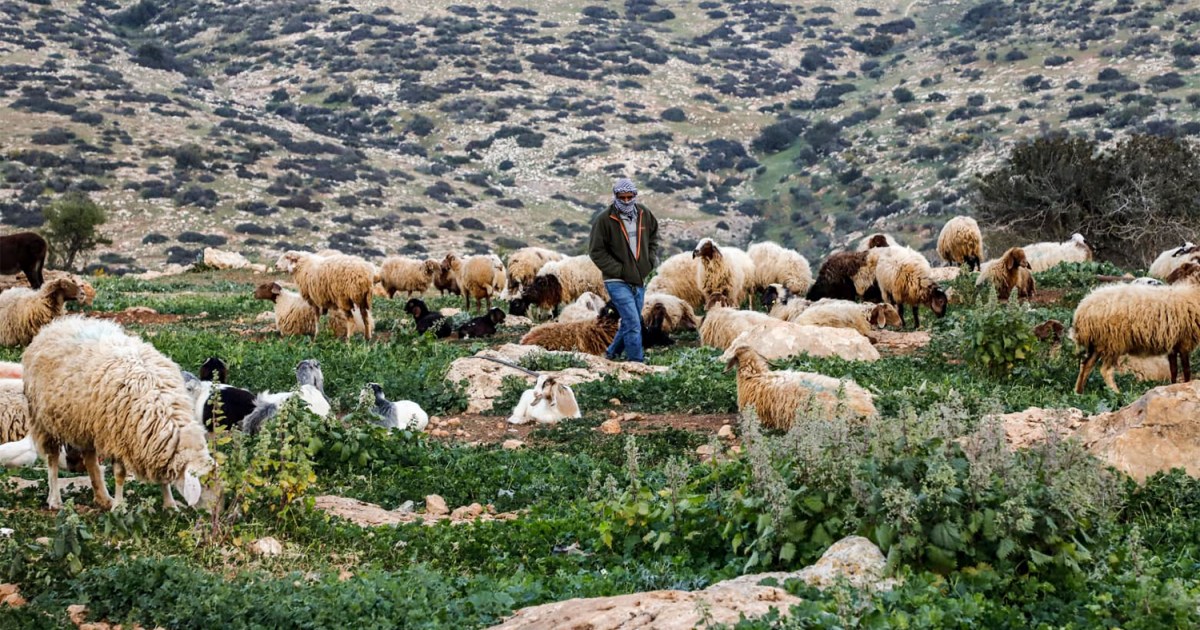 Israeli settlers are driving Palestinian shepherds from their grazing lands