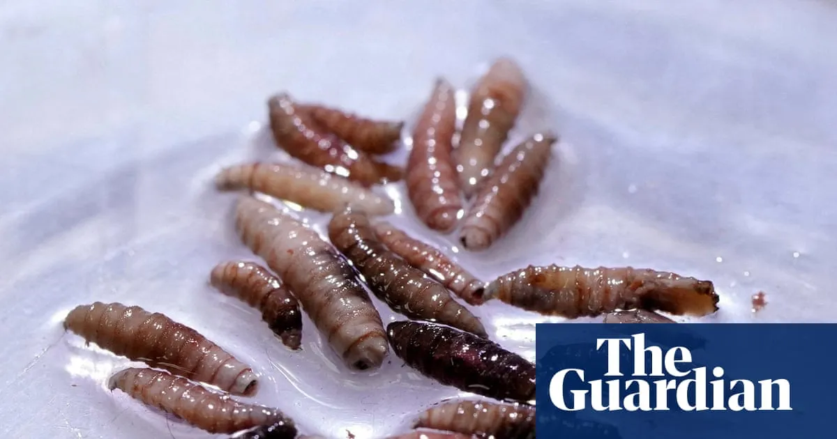 Alarm as once-eradicated flesh-eating parasite found in calf in Texas