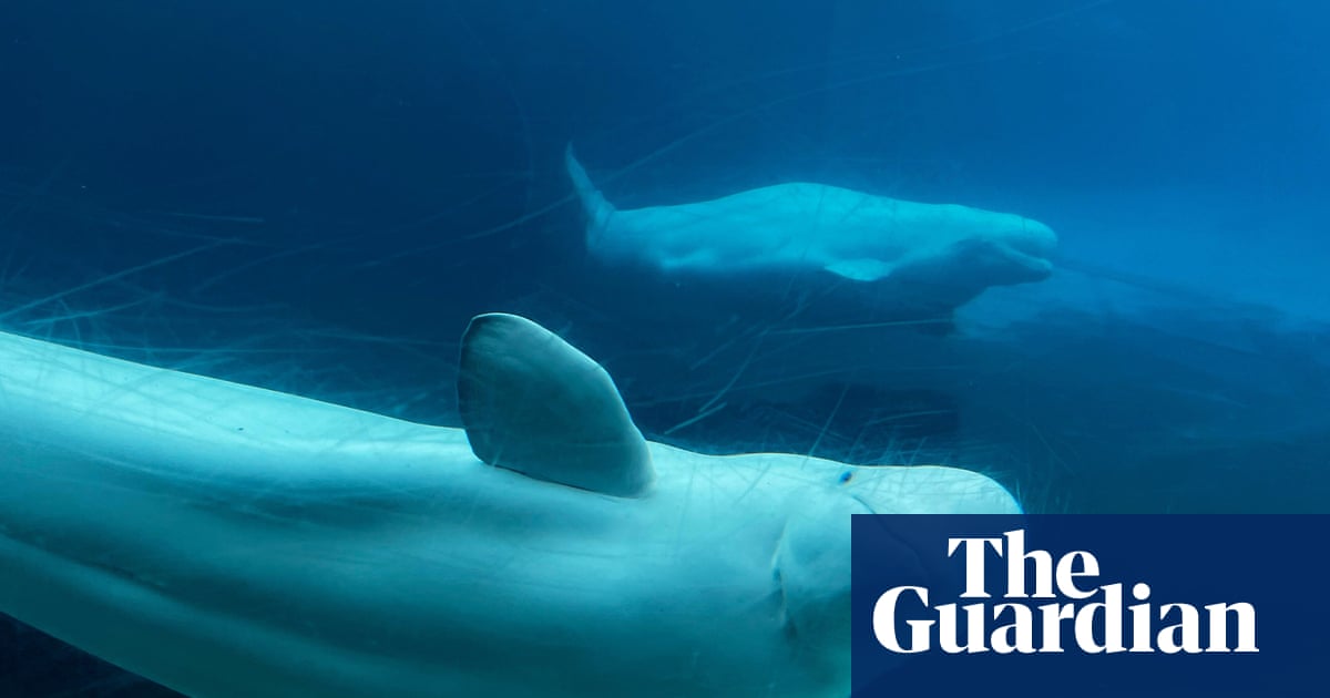 Canada endorses embattled marine park’s plan to relocate 30 beluga whales