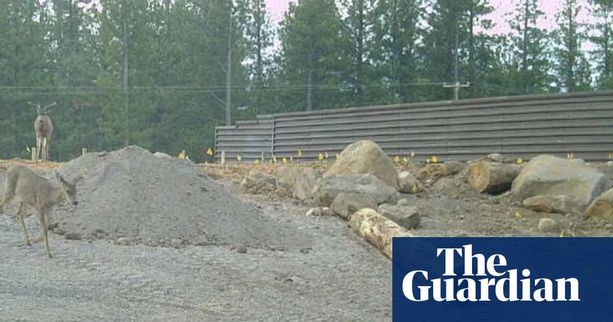 Mule deer already using incomplete $20m wildlife bridge in California