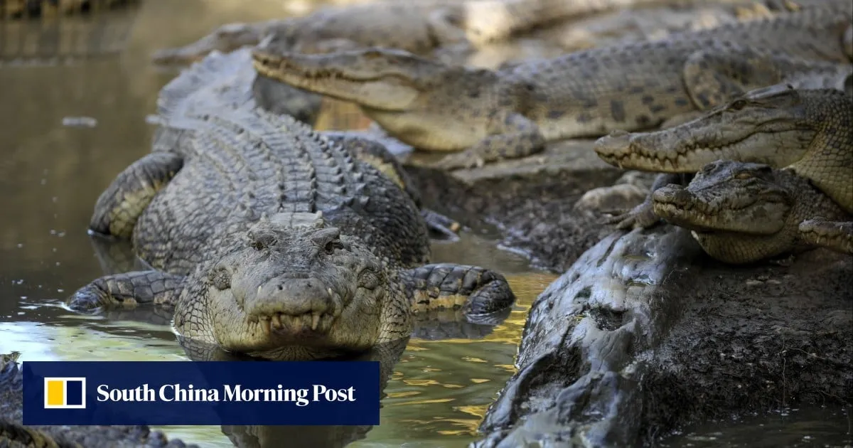 Fatal crocodile attacks in Indonesia put spotlight on habitat destruction