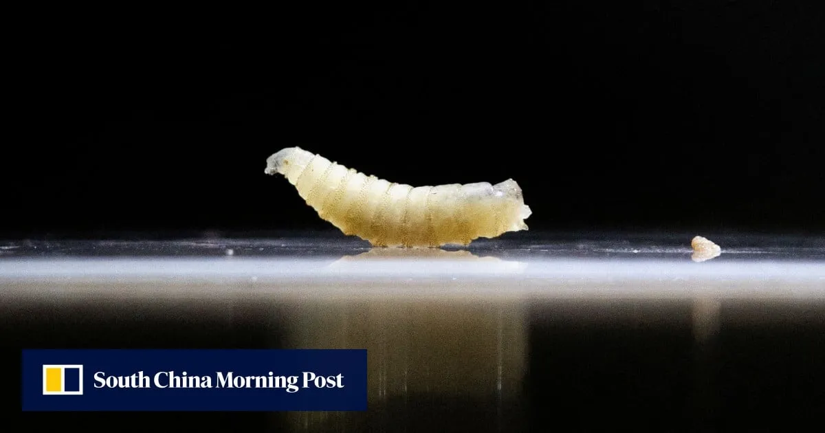 Quarantine in Texas: US races to contain deadly flesh-eating parasite