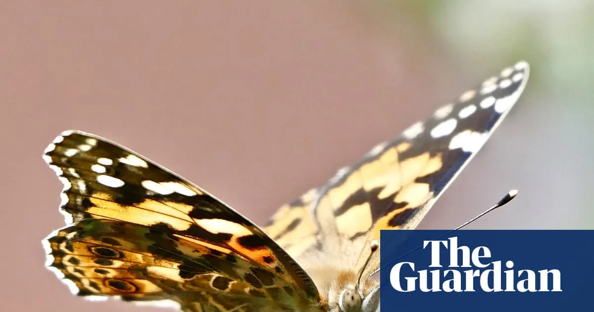 Get set for a painted lady summer: big year for orange butterflies in Britain
