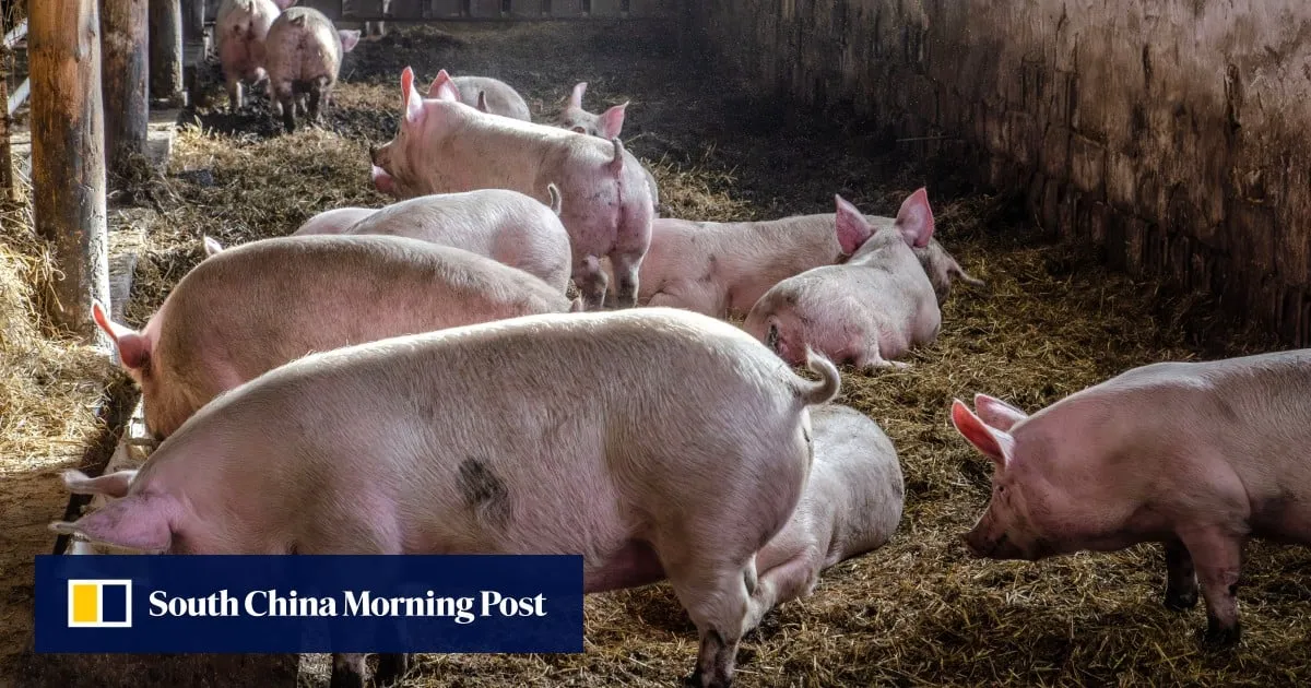 How a pig farm dispute exposed fault lines in Malaysia’s multiracial politics