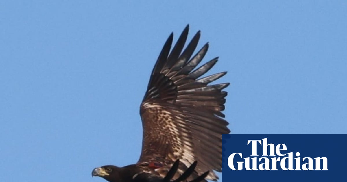 Predator or prey? The confounding case of the missing sea eagle
