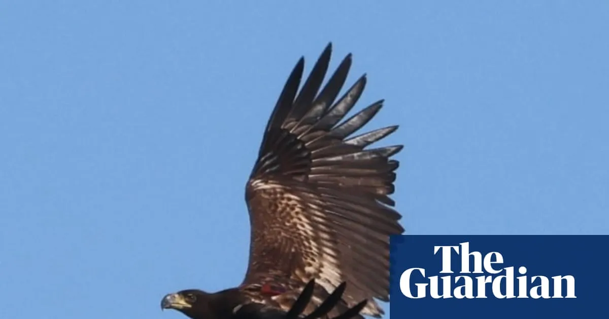Predator or prey? The confounding case of the missing sea eagle