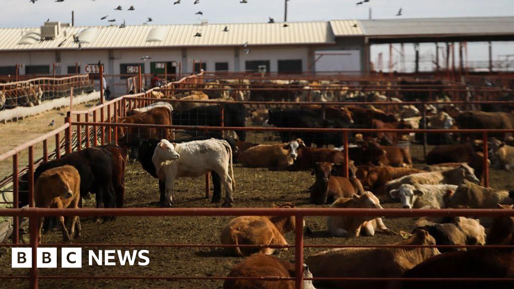 Canada bans Texas cattle over flesh-eating screwworm outbreak in US